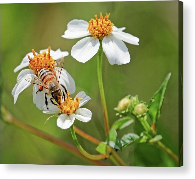 Art Acrylic Print featuring the photograph Collecting Pollen by Dawn Currie