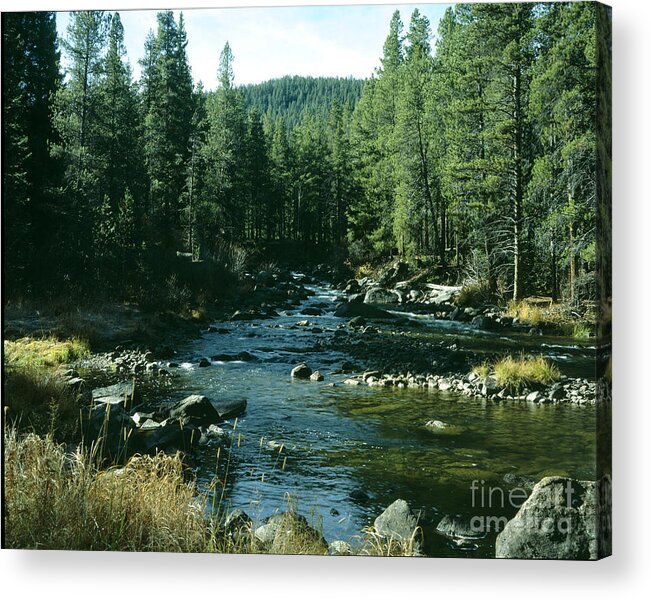 Flower Acrylic Print featuring the photograph Colorado stream1 by Rex E Ater