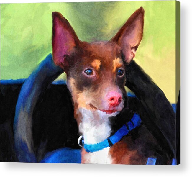 Rat Terrier Acrylic Print featuring the painting Driver's Seat by Jai Johnson