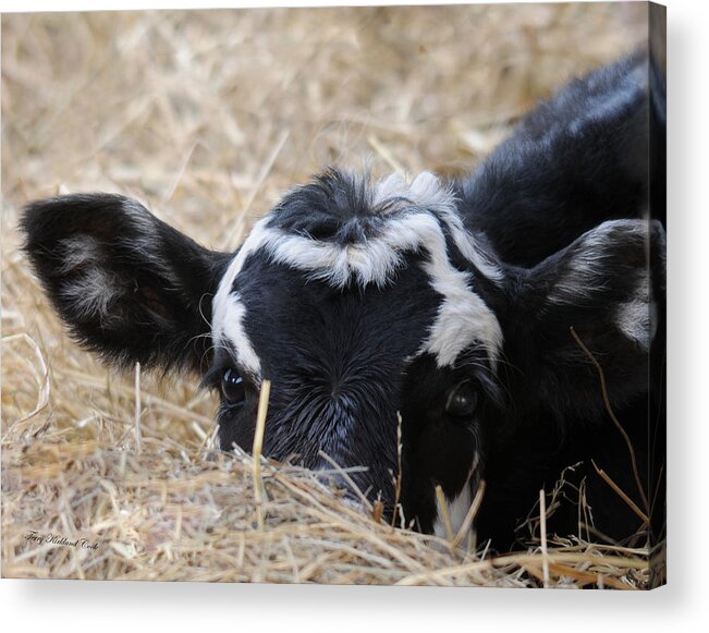 Cow Acrylic Print featuring the photograph First Moments by Terry Kirkland Cook
