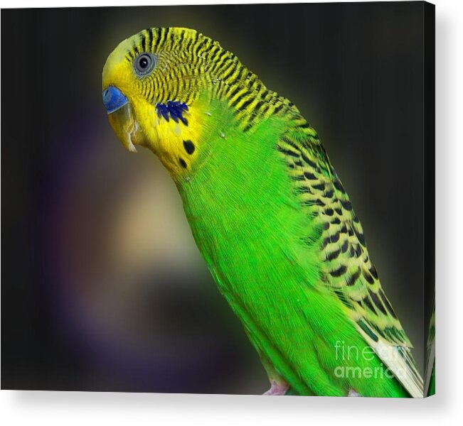 Bird Acrylic Print featuring the photograph Green Parakeet Portrait by Jai Johnson