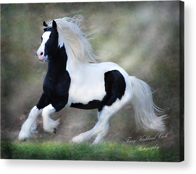 Horse Acrylic Print featuring the photograph Hope and Glory by Terry Kirkland Cook