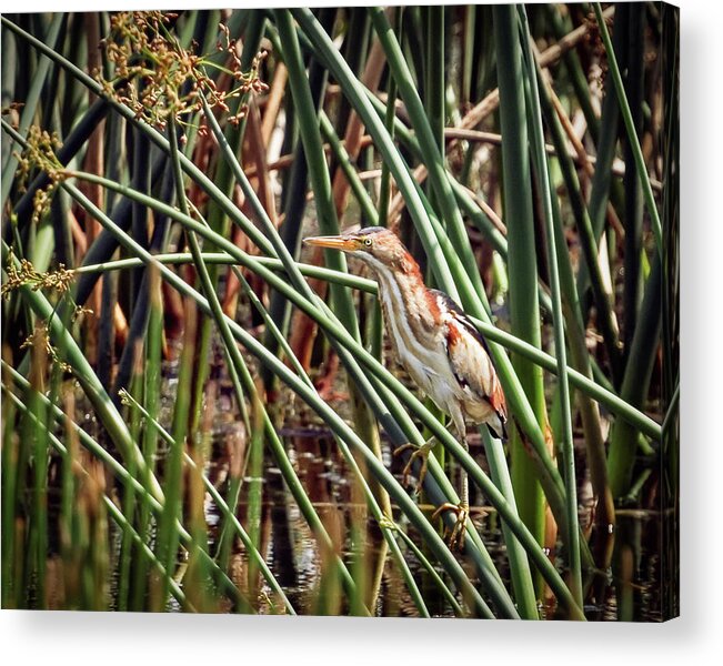 Beauty Acrylic Print featuring the photograph In My Element by Dawn Currie