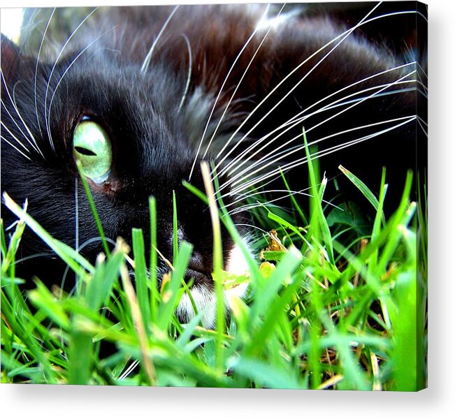 Cat Acrylic Print featuring the photograph In The Grass by Jai Johnson