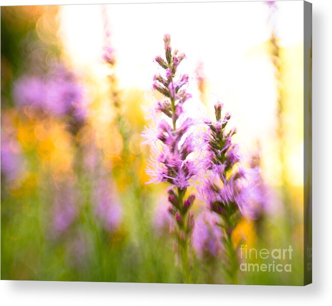 Flower Acrylic Print featuring the photograph Liatris by Pamela Taylor