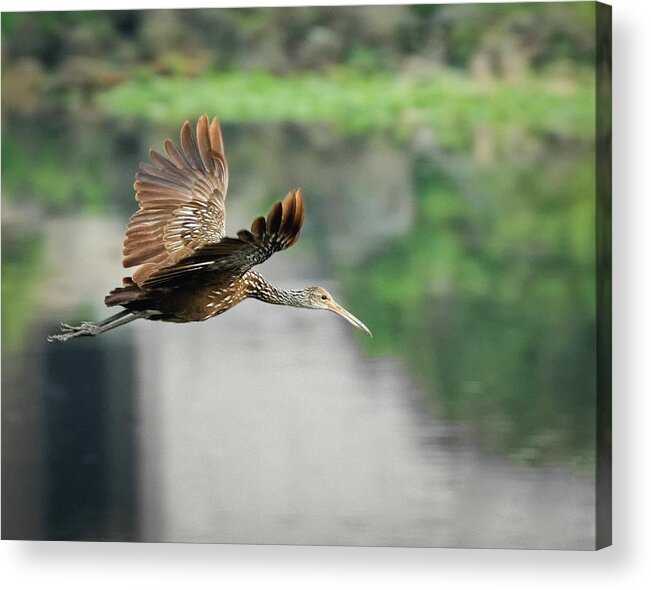Alone Acrylic Print featuring the photograph Limpkin in Flight by Dawn Currie