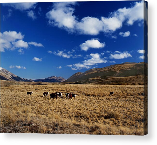 New Zealand Acrylic Print featuring the photograph Mount Nicholas Station New Zealand by Maggie Mccall