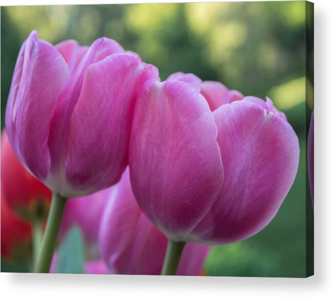 Flower Acrylic Print featuring the photograph Perfect Pair by Arlene Carmel