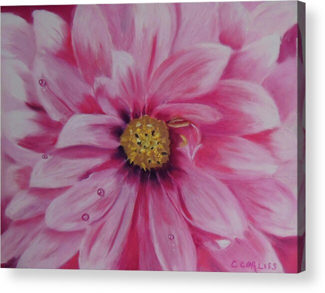 Garden Acrylic Print featuring the pastel Pink Dahlia I by Carol Corliss