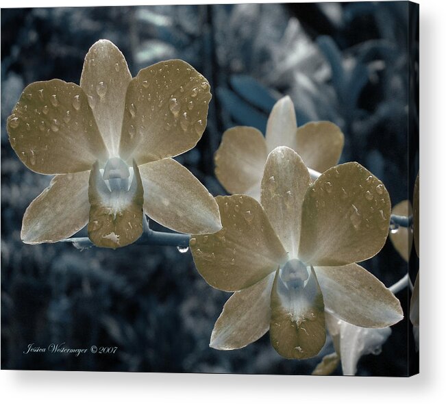 Orchid Acrylic Print featuring the photograph Sepia Orchid by Say JES To Adventure -