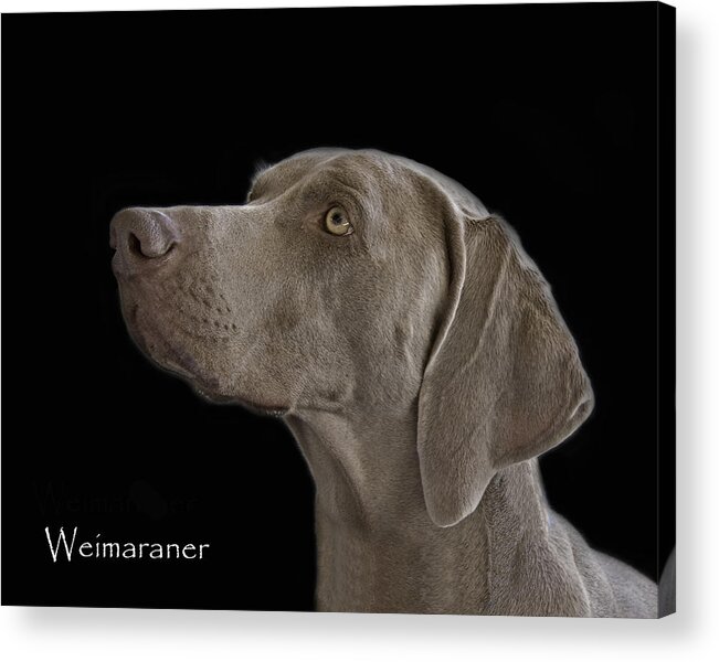Weimaraner Acrylic Print featuring the photograph Weimaraner by Larry Linton