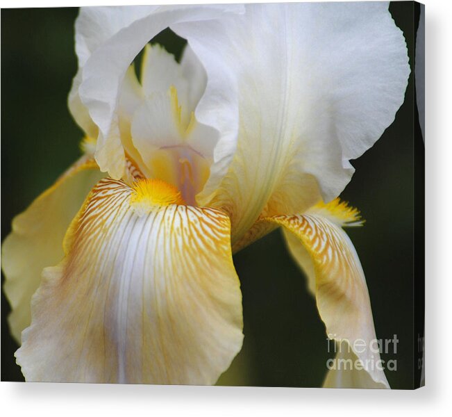 Iris Acrylic Print featuring the photograph White Iris II by Jai Johnson