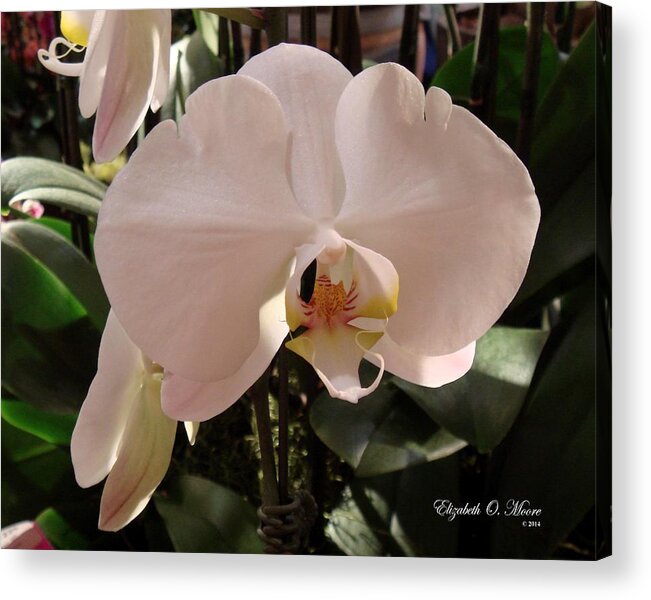 White Acrylic Print featuring the photograph White Palaenopis by Elizabeth Moore