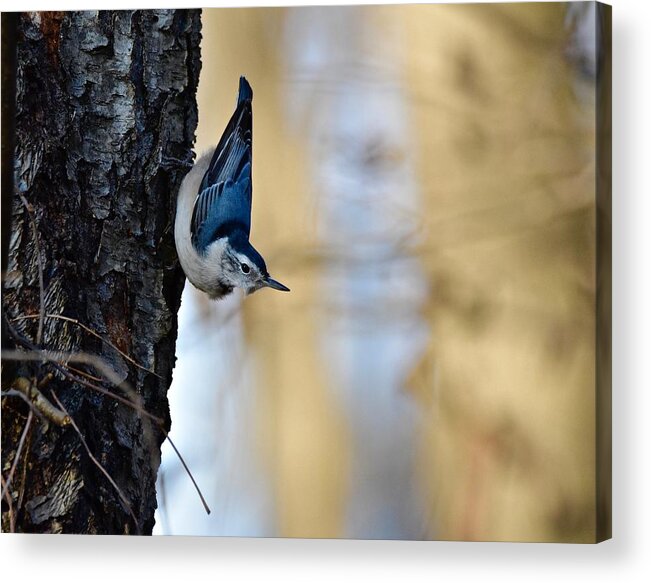 Wall Art Acrylic Print featuring the photograph Blue Jay #1 by Jeffrey PERKINS