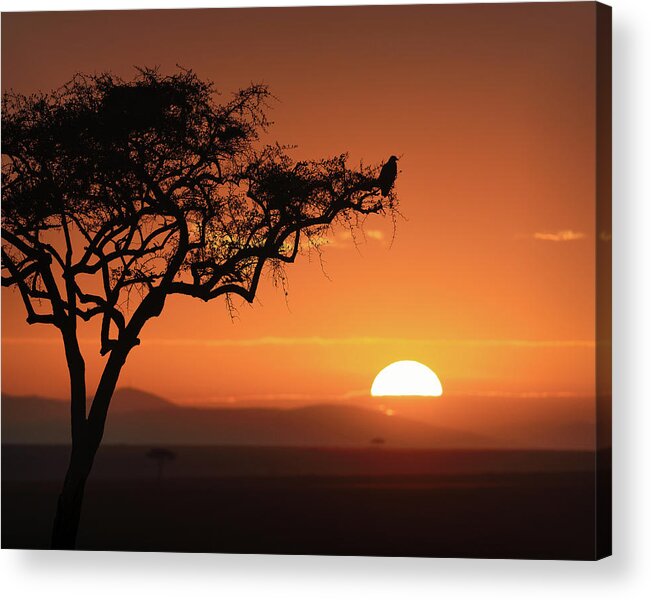 Africa Acrylic Print featuring the photograph Sunrise Eagle by Murray Rudd