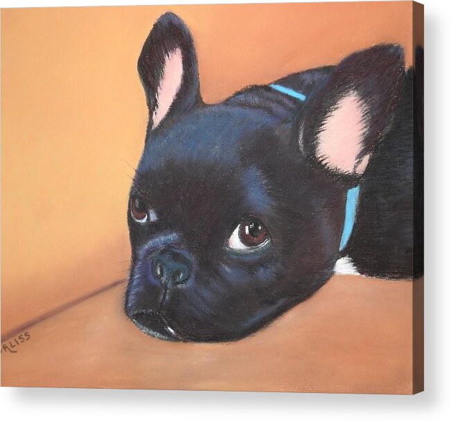Dog Acrylic Print featuring the pastel This Is Max by Carol Corliss