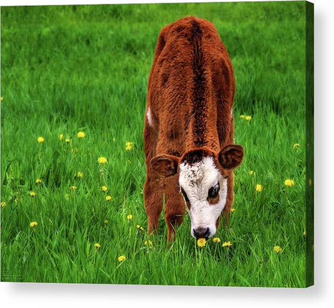 Calf Cow Flower Dandelion Green Grass Cattle Farming Farm Moo Cows Wi Wisconsin Hereford Acrylic Print featuring the photograph This Smells Delicious #2 - Calf smells dandelion before eating it by Peter Herman