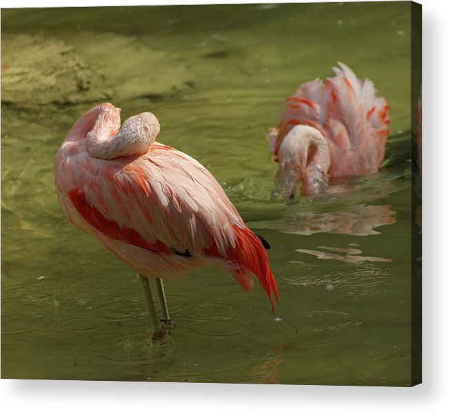 Flamingo American Acrylic Print featuring the photograph Asleep On The Job by M Three Photos