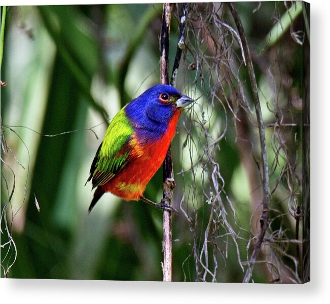 Bird Acrylic Print featuring the photograph Brightly colored Male Painted Bunting by Ronald Lutz