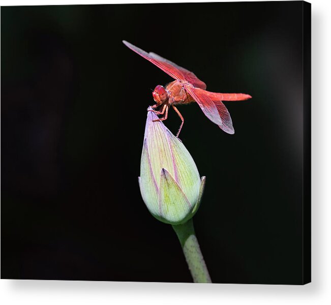 Lotus Acrylic Print featuring the photograph Dragonfly on Lotus Flower by Gary Geddes