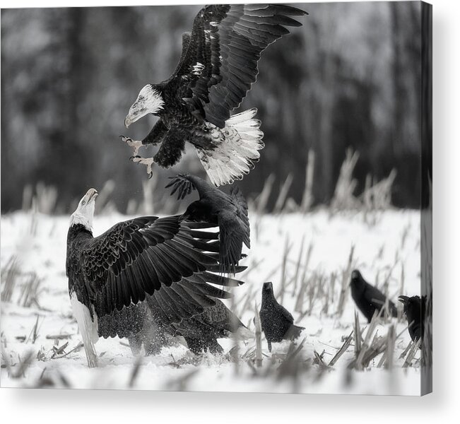 Canada Acrylic Print featuring the photograph Going for the jugular - monochrome by Murray Rudd