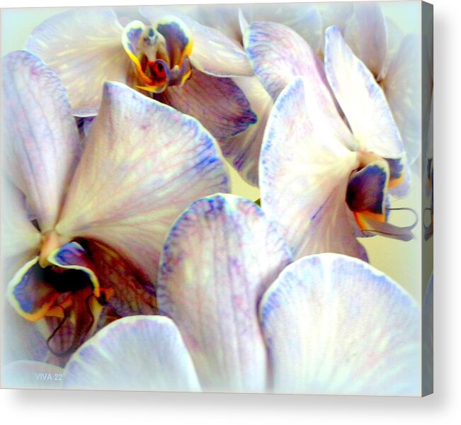 Orchids Beautiful 22 Acrylic Print featuring the photograph Jane's Orchids Beautiful by VIVA Anderson