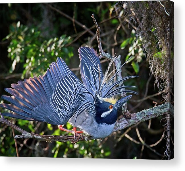 Avian Acrylic Print featuring the photograph Mating Yellow Crowned Night Heron by Ronald Lutz