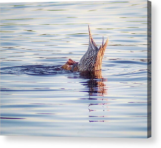 Aquatic Acrylic Print featuring the photograph No Butts About It by Gary Geddes