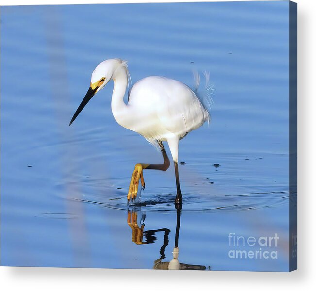 Egrets Acrylic Print featuring the photograph On the Prowl by Scott Cameron