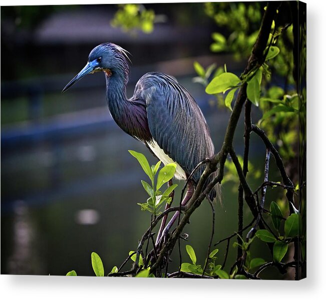 Avian Acrylic Print featuring the photograph Posing Tri-colored Heron during mating season by Ronald Lutz