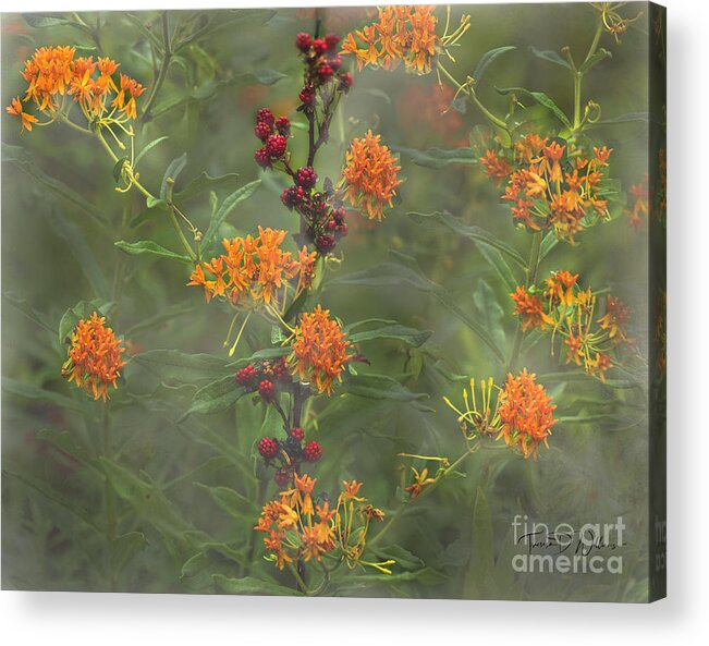 Smoky Mountains Acrylic Print featuring the photograph Smoky Mountains Blackberries and Butterfly Weed by Theresa D Williams