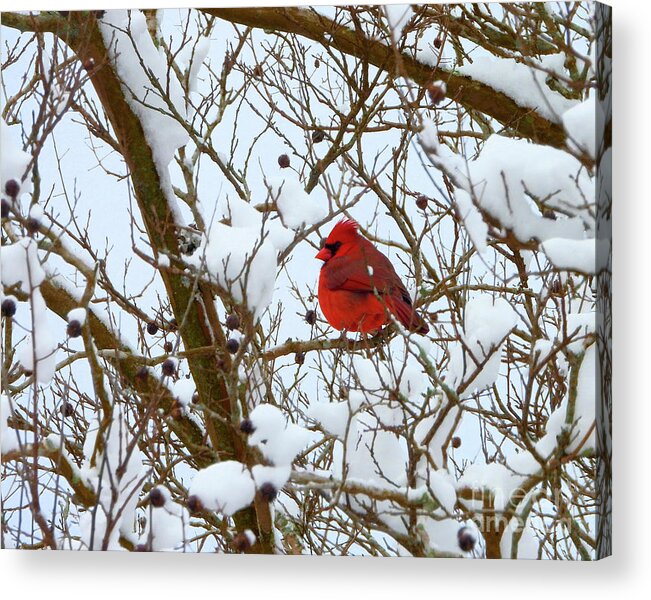 Cardinal Acrylic Print featuring the photograph The Virginia State Bird by Scott Cameron