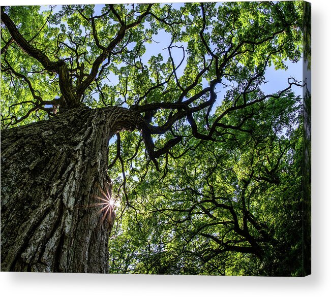 Oak Acrylic Print featuring the photograph Things are Looking Up #2 - Mighty Oak in Lake Kegonsa SP - WI by Peter Herman