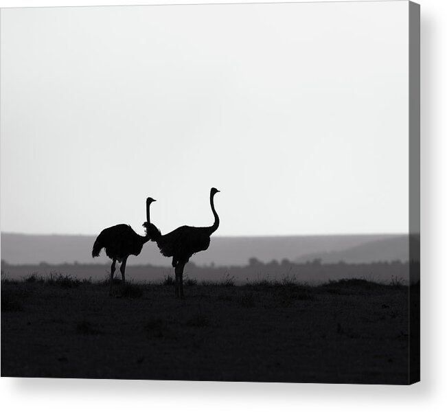 Africa Acrylic Print featuring the photograph Two ostriches on a ridge - monochrome by Murray Rudd