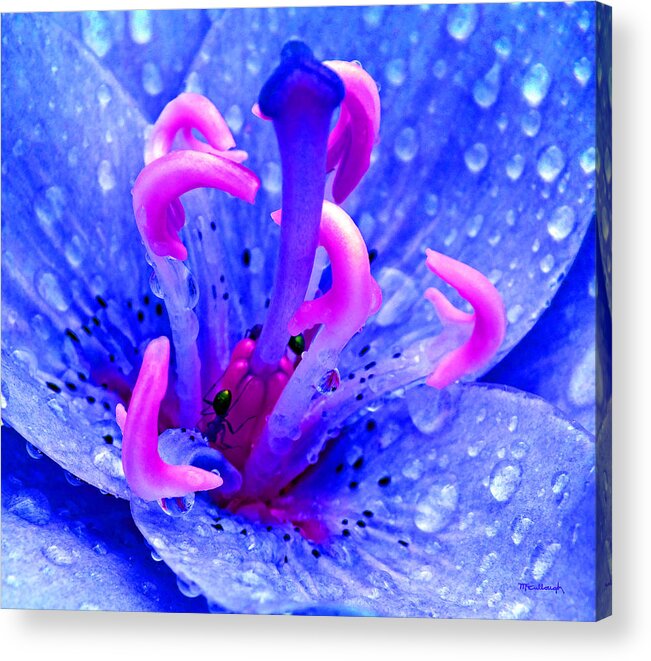 Duane Mccullough Acrylic Print featuring the photograph Fantasy Flower 6 by Duane McCullough