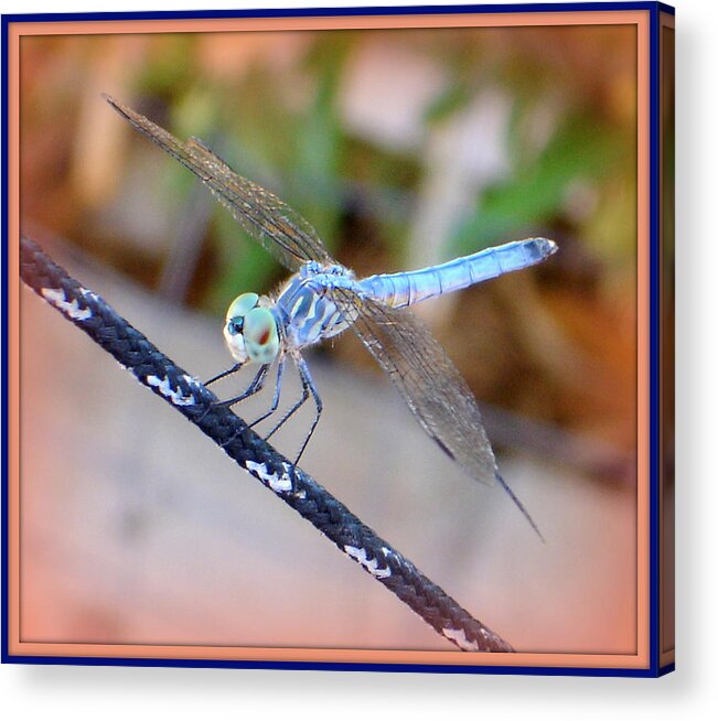 Dragonfly Acrylic Print featuring the photograph Fancy Dancy Dragonfly by Lessandra Grimley