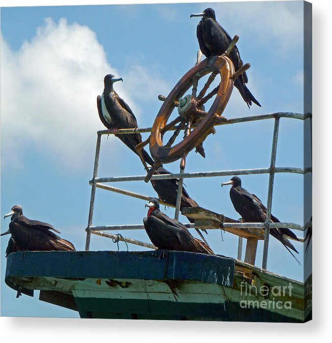 Birds Acrylic Print featuring the photograph The Frigate Crew by Julia Springer