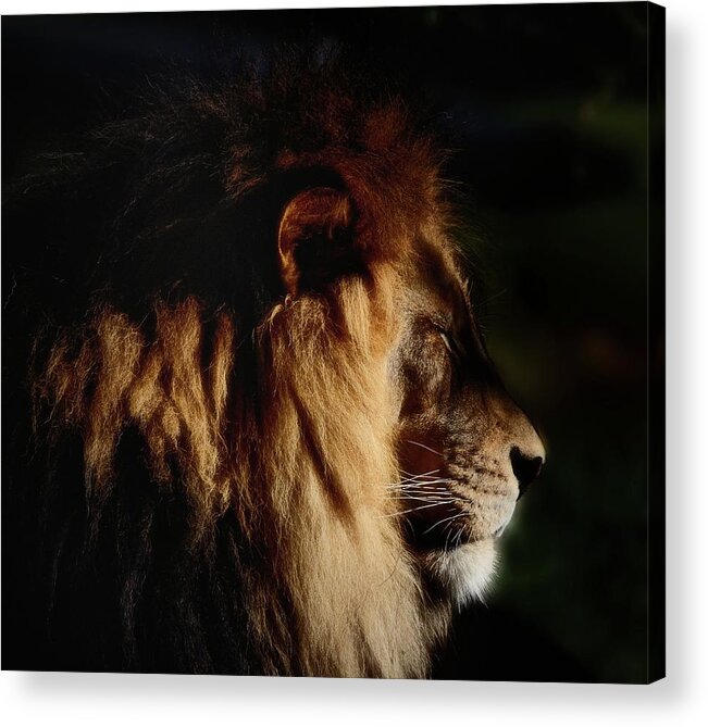 Male Lion Profile Acrylic Print featuring the photograph Cat Nap for a King by Debra Sabeck