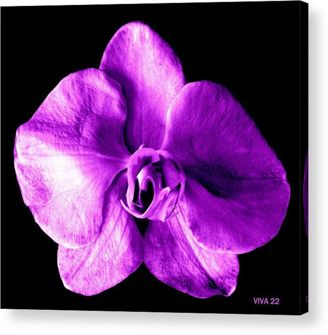 Orchid Acrylic Print featuring the photograph Orchid - The Queen-Purple by VIVA Anderson