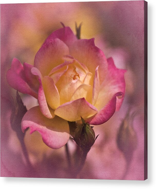 Miniature Rose Acrylic Print featuring the photograph Vintage Miniature Rose No. 1 by Richard Cummings