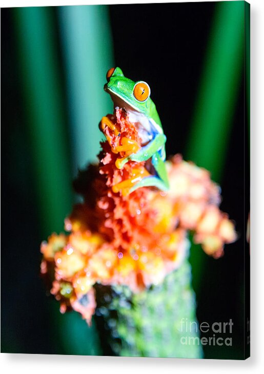Red Eyed Frog Acrylic Print featuring the photograph Red-eyed frog macro - Costa Rica by Matteo Colombo