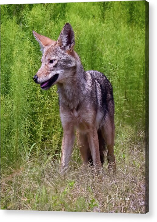 Coyote Acrylic Print featuring the photograph Coyote #3976 by Dan Beauvais
