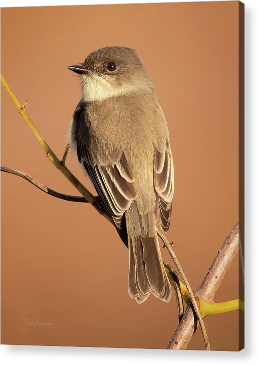 Phoebe Acrylic Print featuring the photograph Eastern Phoebe #5031 by Dan Beauvais