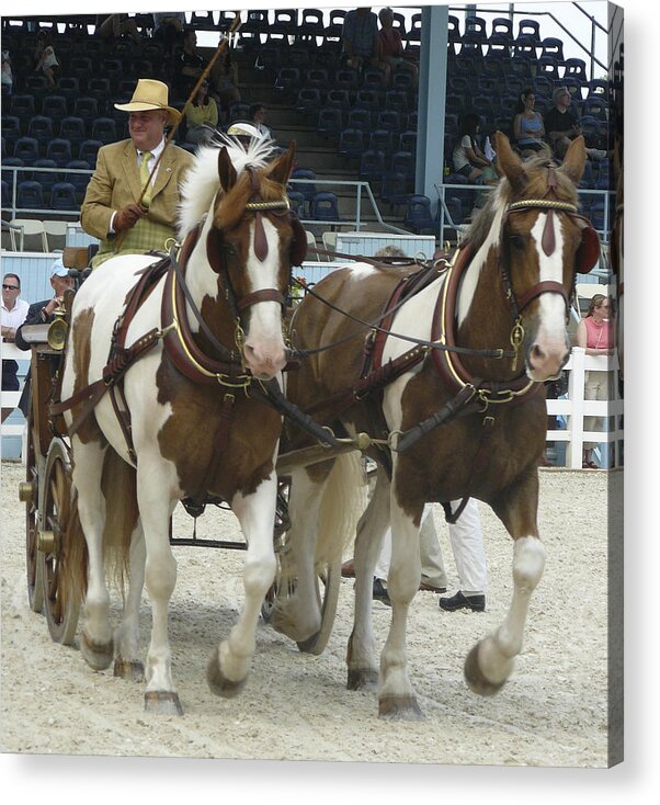 Devon Horse Show Acrylic Print featuring the photograph Devon a by Mary Ann Leitch