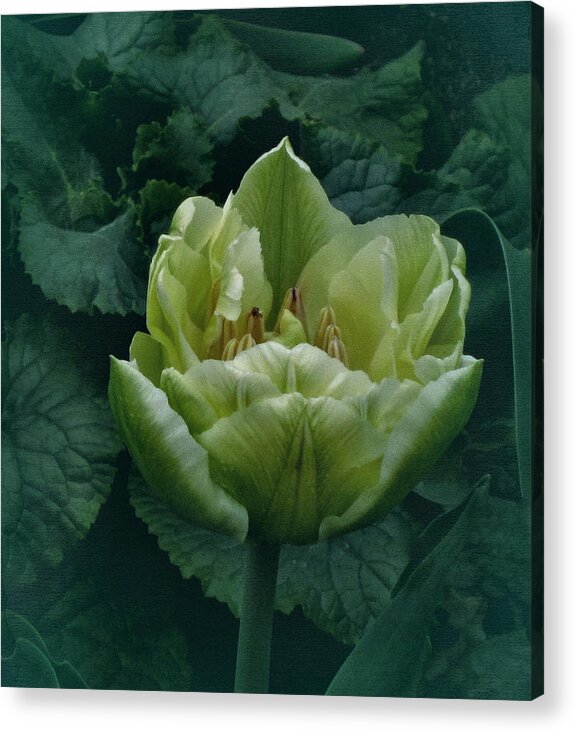 Green Tulip Acrylic Print featuring the photograph Not Easy Being Green by Richard Cummings