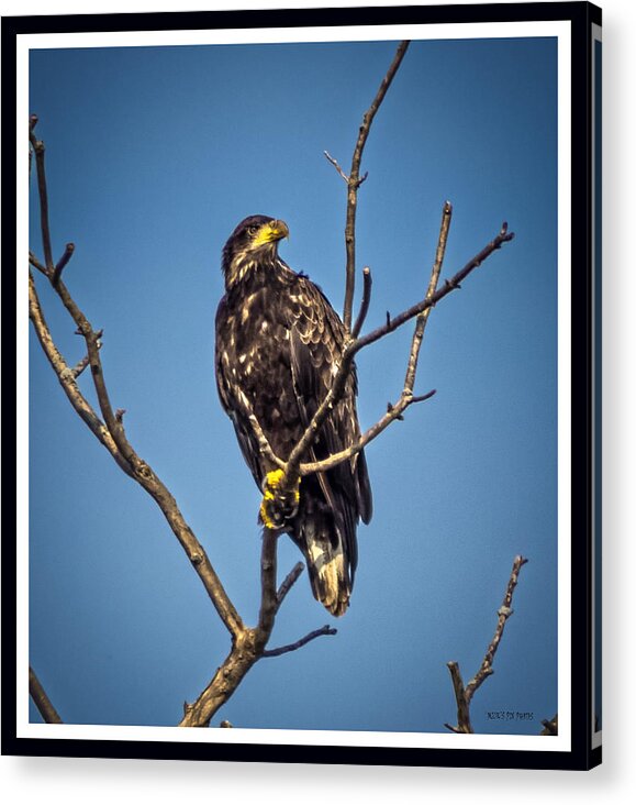 Bald Eagle Acrylic Print featuring the photograph 082618-10 by Mike Davis