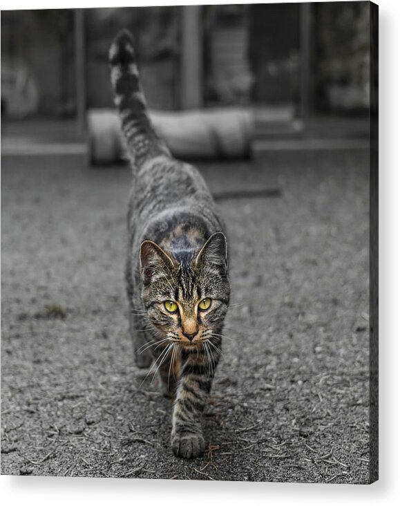 Cat Acrylic Print featuring the photograph Cat on the Prowl by Rick Deacon