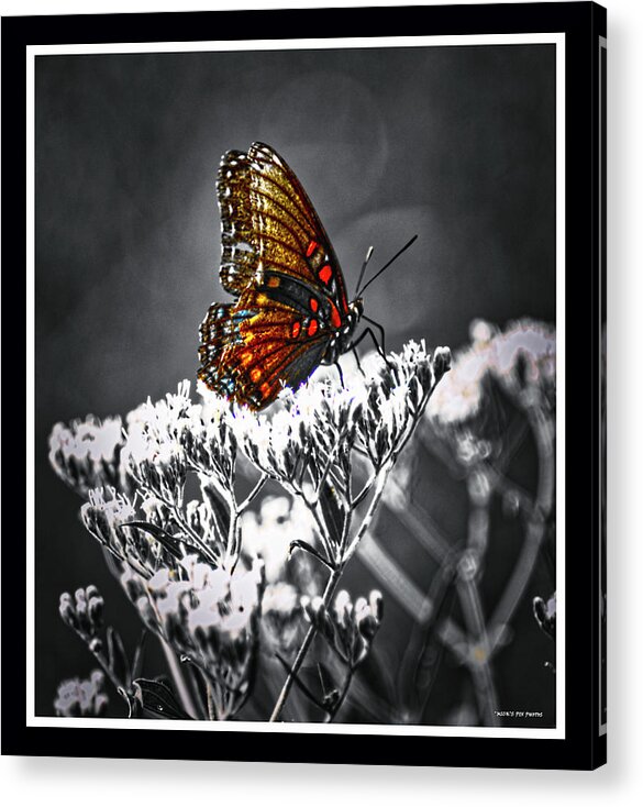 Butterfly Acrylic Print featuring the photograph 090319-72 by Mike Davis