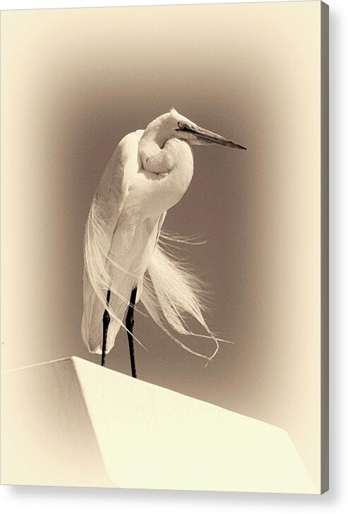 Birds Acrylic Print featuring the photograph Great White Egret by Robert McKinstry