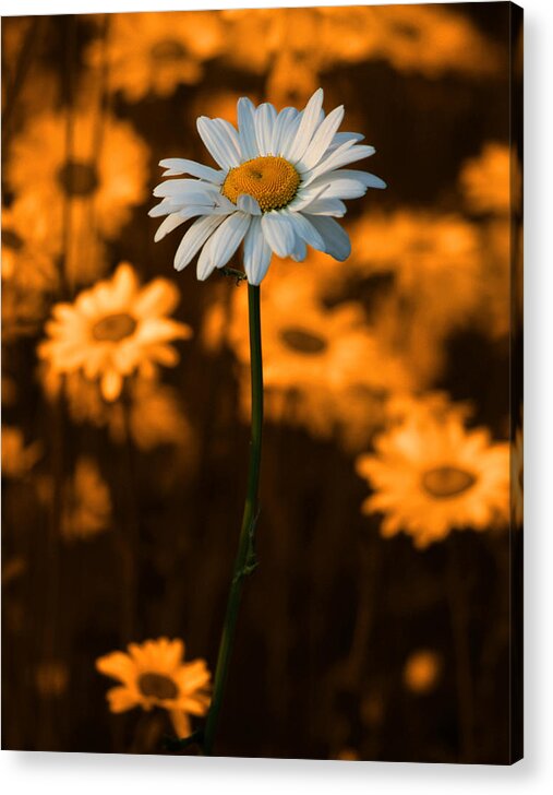Daisy Acrylic Print featuring the photograph Standing Alone by Linda McRae